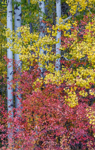 USA- Washington State. Aspens and wild dogwood in fall color near Winthrop Black Modern Wood Framed Art Print by Gulin, Darrell