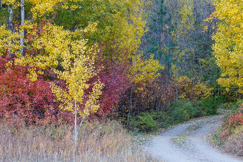 USA- Washington State. Aspens and wild dogwood in fall color near Winthrop and curved grave roadway Black Modern Wood Framed Art Print by Gulin, Darrell