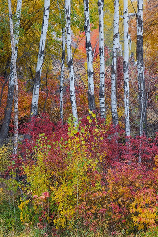 USA- Washington State. Aspens and wild dogwood in fall color near Winthrop Black Ornate Wood Framed Art Print with Double Matting by Gulin, Darrell