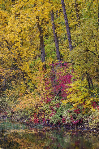 USA- Washington State- small pond near Easton surrounded by fall colored trees White Modern Wood Framed Art Print with Double Matting by Gulin, Darrell