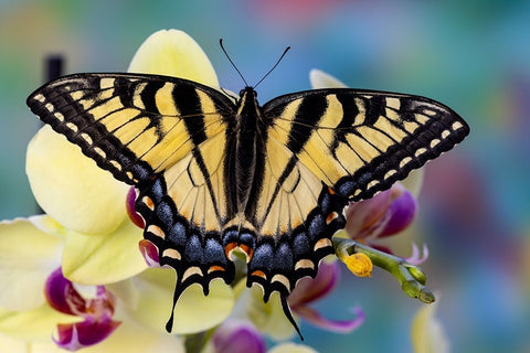 USA- Washington State- Sammamish. Eastern tiger swallowtail butterfly on Orchid Black Modern Wood Framed Art Print by Gulin, Darrell