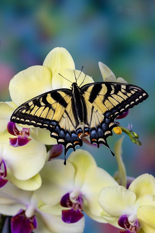 USA- Washington State- Sammamish. Eastern tiger swallowtail butterfly on Orchid Black Ornate Wood Framed Art Print with Double Matting by Gulin, Darrell