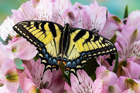 USA- Washington State- Sammamish. Eastern tiger swallowtail butterfly on Peruvian lily Black Ornate Wood Framed Art Print with Double Matting by Gulin, Darrell
