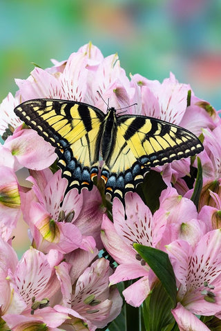 USA- Washington State- Sammamish. Eastern tiger swallowtail butterfly on Peruvian lily Black Modern Wood Framed Art Print by Gulin, Darrell