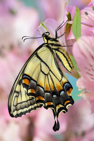 USA- Washington State- Sammamish. Eastern tiger swallowtail butterfly on Peruvian lily White Modern Wood Framed Art Print with Double Matting by Gulin, Darrell