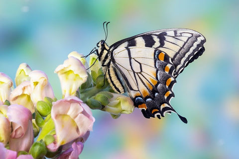 USA- Washington State- Sammamish. Eastern tiger swallowtail butterfly on Snapdragon Black Modern Wood Framed Art Print by Gulin, Darrell