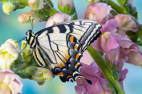USA- Washington State- Sammamish. Eastern tiger swallowtail butterfly on Snapdragon Black Modern Wood Framed Art Print by Gulin, Darrell