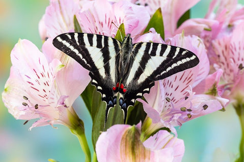 USA- Washington State- Sammamish. Zebra swallowtail butterfly on pink Peruvian lily Black Ornate Wood Framed Art Print with Double Matting by Gulin, Darrell