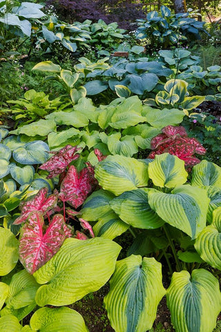 USA- Washington State- Sammamish. shade garden with Caladiums- Hosta. White Modern Wood Framed Art Print with Double Matting by Gulin, Darrell
