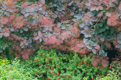 USA- Washington State. Bellevue Botanical garden smoke bush and fuchsia in bloom White Modern Wood Framed Art Print with Double Matting by Gulin, Darrell