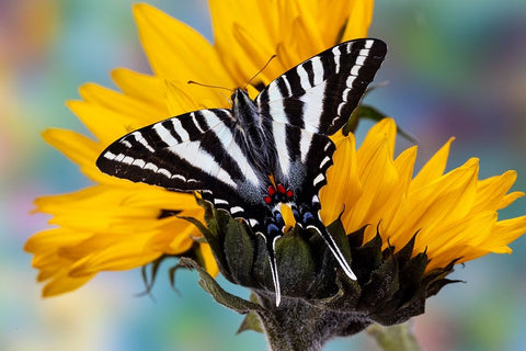 USA- Washington State- Sammamish. Zebra swallowtail butterfly on sunflower Black Ornate Wood Framed Art Print with Double Matting by Gulin, Darrell