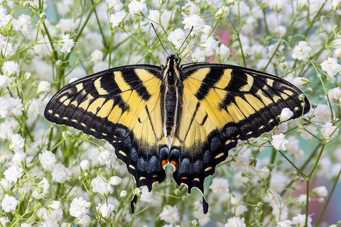 USA- Washington State- Sammamish. Eastern tiger swallowtail butterfly Black Ornate Wood Framed Art Print with Double Matting by Gulin, Darrell