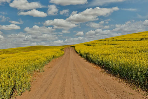 USA- Washington State- Palouse. Springtime landscape dirt roadway and Canola fields Black Ornate Wood Framed Art Print with Double Matting by Gulin, Darrell