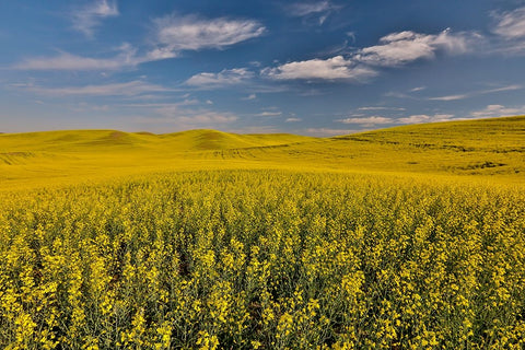 USA- Washington State- Palouse. Springtime landscape and Canola fields Black Ornate Wood Framed Art Print with Double Matting by Gulin, Darrell