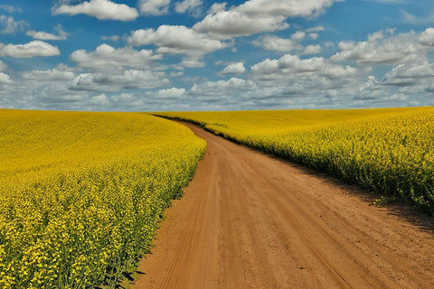 USA- Washington State- Palouse. Springtime landscape dirt roadway and Canola fields Black Ornate Wood Framed Art Print with Double Matting by Gulin, Darrell