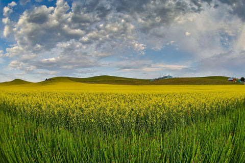 USA- Washington State- Palouse. Springtime landscape and Canola fields Black Ornate Wood Framed Art Print with Double Matting by Gulin, Darrell