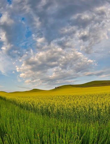 USA- Washington State- Palouse. Springtime landscape and Canola fields Black Modern Wood Framed Art Print by Gulin, Darrell