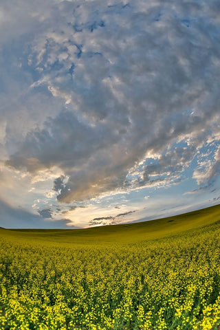 USA- Washington State- Palouse. Springtime landscape and Canola fields White Modern Wood Framed Art Print with Double Matting by Gulin, Darrell