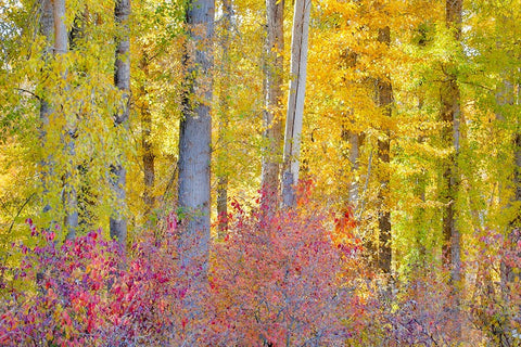 USA- Washington State. Cottonwoods and wild Dogwood trees in fall color near Winthrop Black Ornate Wood Framed Art Print with Double Matting by Gulin, Darrell