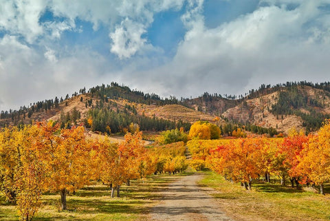 USA- Washington State. fall colored apple orchard near Peshastin. Black Ornate Wood Framed Art Print with Double Matting by Gulin, Darrell