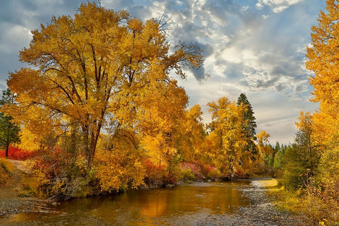 USA- Washington State. Cottonwoods and wild dogwoods trees in Autumn Color along the Yakima River Black Ornate Wood Framed Art Print with Double Matting by Gulin, Darrell