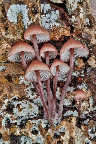 USA- Washington State- Sammamish. Mushrooms growing on fall alder tree log Black Modern Wood Framed Art Print by Gulin, Darrell