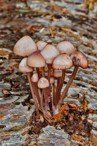 USA- Washington State- Sammamish. Mushrooms growing on fall alder tree log Black Ornate Wood Framed Art Print with Double Matting by Gulin, Darrell