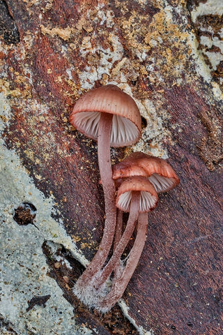 USA- Washington State- Sammamish. Mushrooms growing on fall alder tree log White Modern Wood Framed Art Print with Double Matting by Gulin, Darrell