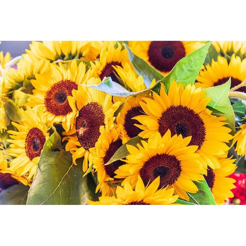 Washington State-Seattle-Pike Place Market Sunflowers for sale Black Modern Wood Framed Art Print by Wilson, Emily