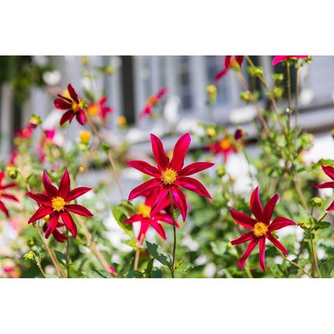 Washington State-Fort Vancouver National Historic Site Flowers in the garden Black Modern Wood Framed Art Print with Double Matting by Wilson, Emily