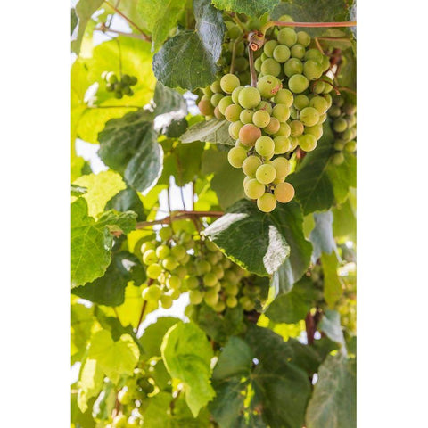 Washington State-Fort Vancouver National Historic Site Grapes in the garden  Black Modern Wood Framed Art Print by Wilson, Emily