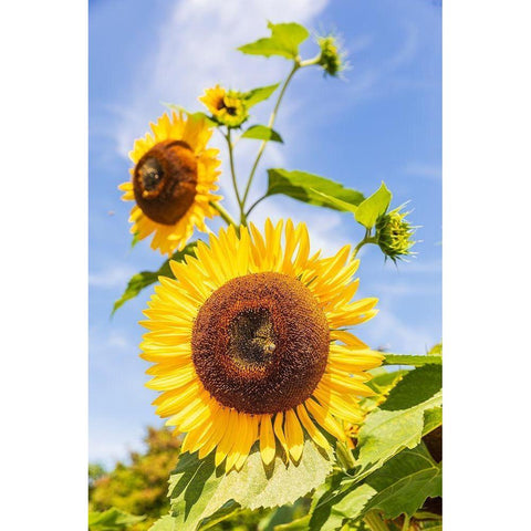 Washington State-Fort Vancouver National Historic Site Sunflower in the garden Black Modern Wood Framed Art Print by Wilson, Emily