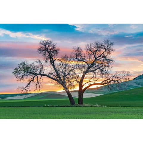 Steptoe-Washington State-USA-Cottonwood trees in a wheat field at sunset Black Modern Wood Framed Art Print by Wilson, Emily M.