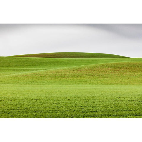 Steptoe-Washington State-USA-Wheat fields in the rolling Palouse hills of Washington Gold Ornate Wood Framed Art Print with Double Matting by Wilson, Emily M.