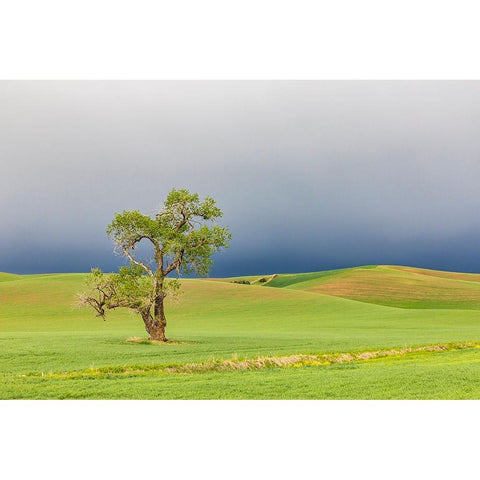 Steptoe-Washington State-USA-Cottonwood tree in wheat field under storm clouds in the Palouse hills Gold Ornate Wood Framed Art Print with Double Matting by Wilson, Emily M.
