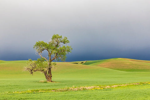 Steptoe-Washington State-USA-Cottonwood tree in wheat field under storm clouds in the Palouse hills White Modern Wood Framed Art Print with Double Matting by Wilson, Emily M.