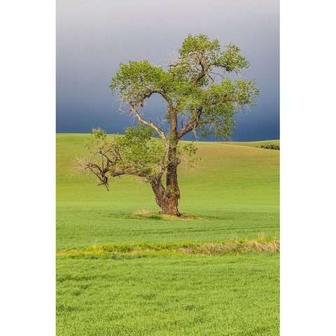 Steptoe-Washington State-USA-Cottonwood tree in wheat field under storm clouds in the Palouse hills Gold Ornate Wood Framed Art Print with Double Matting by Wilson, Emily M.