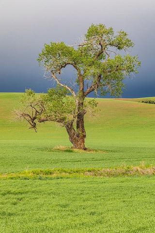 Steptoe-Washington State-USA-Cottonwood tree in wheat field under storm clouds in the Palouse hills White Modern Wood Framed Art Print with Double Matting by Wilson, Emily M.