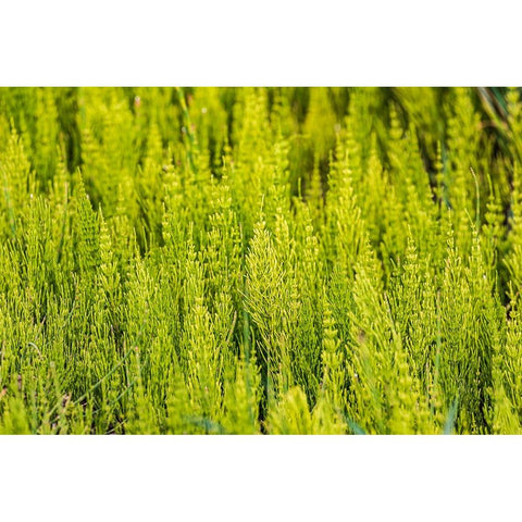 Steptoe-Washington State-USA-Horsetail plants-equisetum-in the Palouse hills Gold Ornate Wood Framed Art Print with Double Matting by Wilson, Emily M.