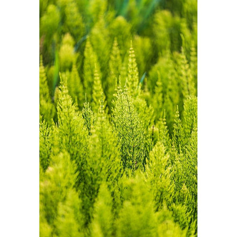 Steptoe-Washington State-USA-Horsetail plants-equisetum-in the Palouse hills White Modern Wood Framed Art Print by Wilson, Emily M.
