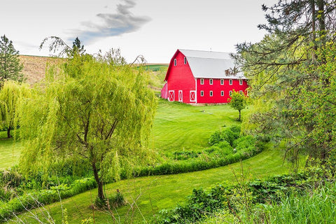 Colfax-Washington State-USA-A red barn on a farm in the Palouse hills Black Ornate Wood Framed Art Print with Double Matting by Wilson, Emily M.