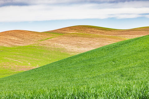 Pullman-Washington State-USA-Rolling wheat fields in the Palouse hills White Modern Wood Framed Art Print with Double Matting by Wilson, Emily M.