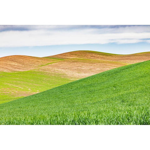 Pullman-Washington State-USA-Rolling wheat fields in the Palouse hills Black Modern Wood Framed Art Print by Wilson, Emily M.