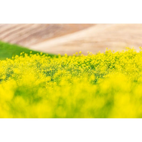 Lacrosse-Washington State-USA-Blooming canola field in the Palouse hills White Modern Wood Framed Art Print by Wilson, Emily M.
