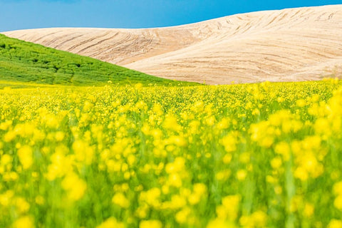 Lacrosse-Washington State-USA-Blooming canola field in the Palouse hills White Modern Wood Framed Art Print with Double Matting by Wilson, Emily M.