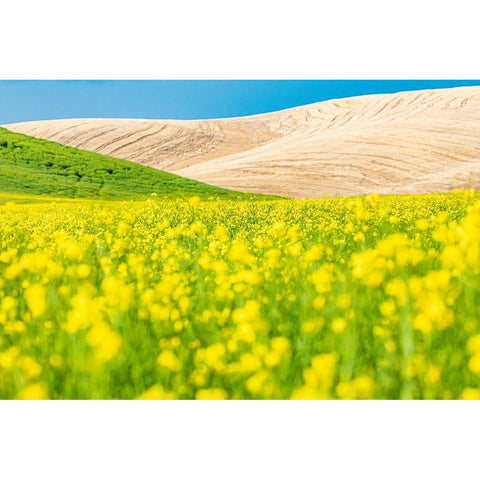 Lacrosse-Washington State-USA-Blooming canola field in the Palouse hills Black Modern Wood Framed Art Print by Wilson, Emily M.