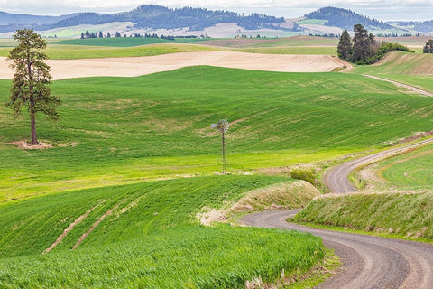 Palouse-Washington State-USA-Dirt road winding through wheat fields in the Palouse hills White Modern Wood Framed Art Print with Double Matting by Wilson, Emily M.