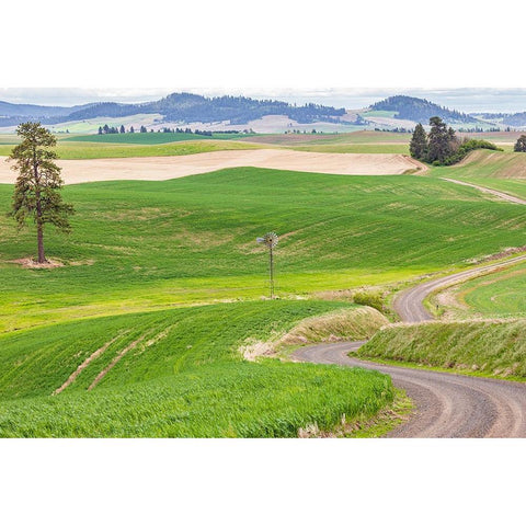 Palouse-Washington State-USA-Dirt road winding through wheat fields in the Palouse hills Black Modern Wood Framed Art Print by Wilson, Emily M.