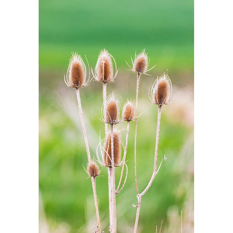 Garfield-Washington State-USA-Thistle plants in the Palouse hills White Modern Wood Framed Art Print by Wilson, Emily M.