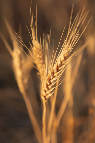 USA- Washington State- Whitman County- Palouse. Wheat. Black Modern Wood Framed Art Print by Wilson, Emily M.